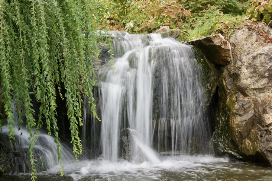 Webinar Leber Entgiftung