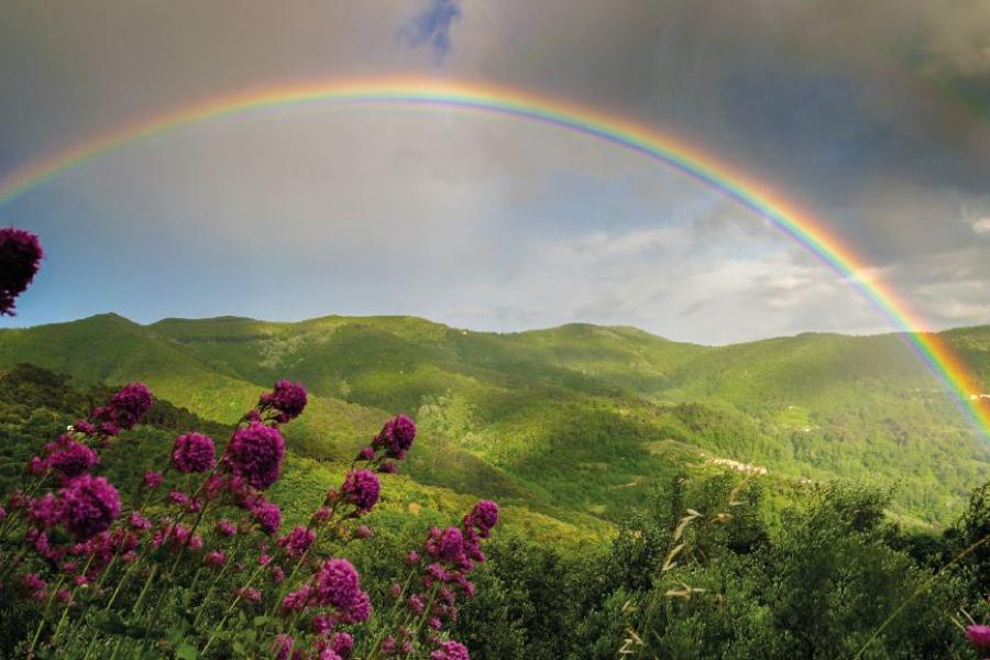 Webinar Rainbowdiet - Regenbogendiät