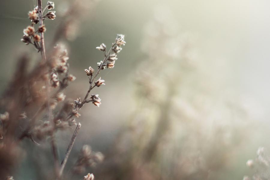 Webinar Autoimmunerkrankungen