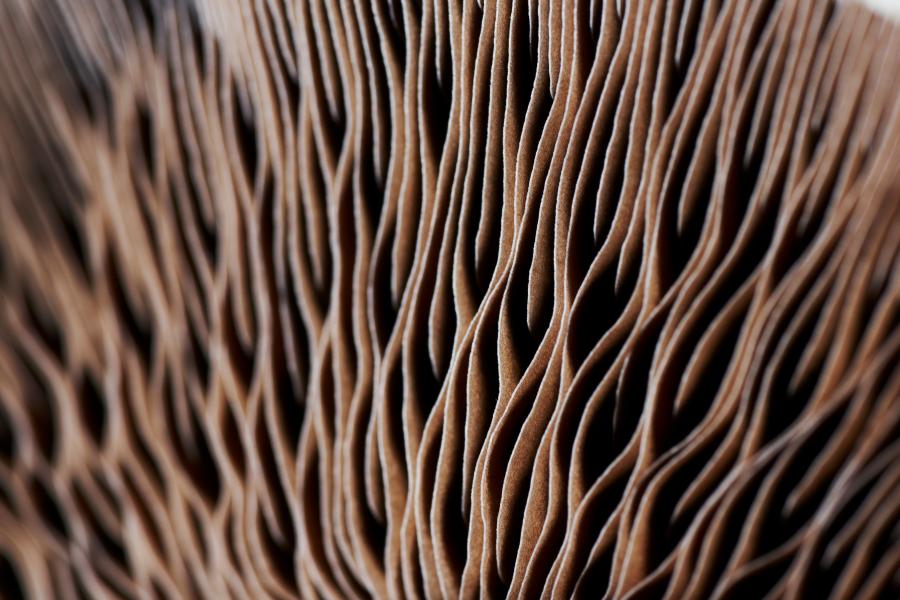 Webinar Adaptogene zur Behandlung der Nebenniere