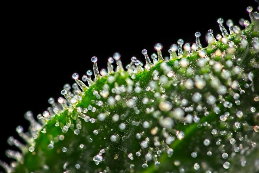 Webinar Immunsystem stärken