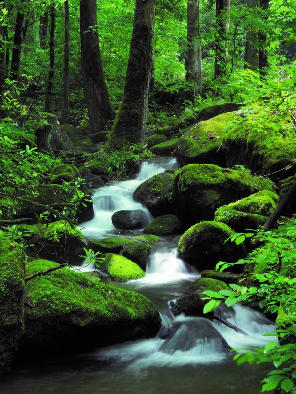 Titelbild zu Darmgesundheit - eine Clubveranstaltung der Biogena Akademie