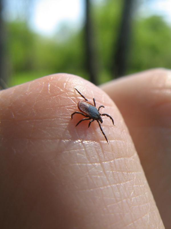 Zecke in der Natur krabbelt auf Menschen - Risiko auf Borreliose