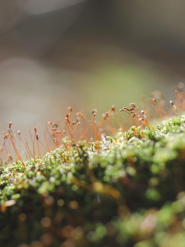 Titelbild Biogena Akademie Lebensmittelunverträglichkeiten