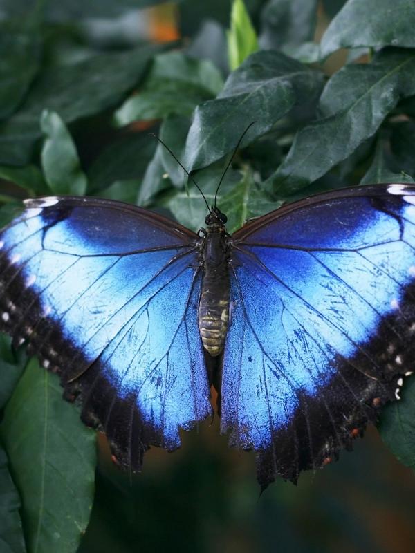 Schmetterling als Symbol der Schilddrüse - der Schaltstelle im hormonellen System