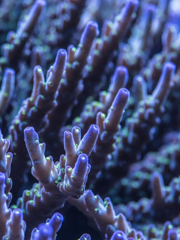 Titelbild Clubveranstaltung zum Thema Tumorerkrankungen