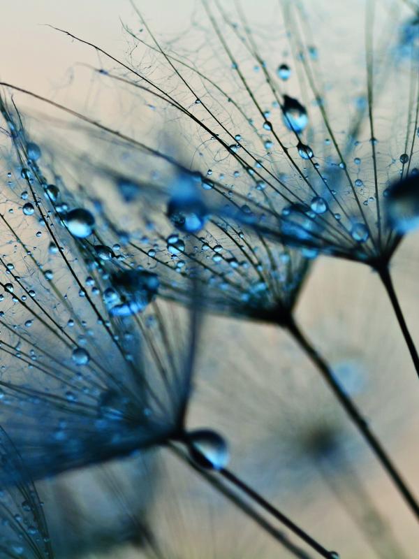 Titelbild Treffpunkt Mikronaehrstoffe Biogena Akademie