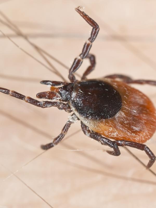 Zecke überträgt Borreliose
