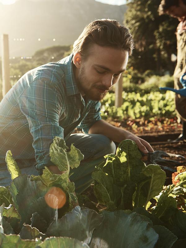 Mann pflanzt sein eigenes Obst und Gemüse im Garten an 