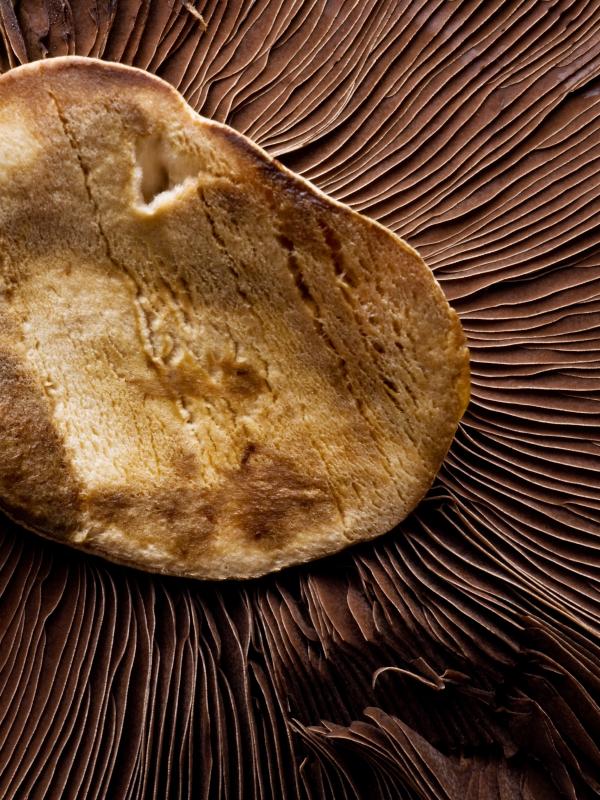 Fachforbildung der Biogena Akademie zum Thema Verdauung und die Bedeutung des Verdauungstraktes