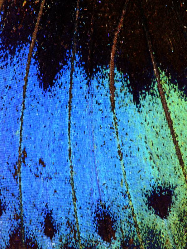 Titelbild der Fach-Fortbildung zum Thema Hashimoto-Thyreoiditis der Biogena Akademie