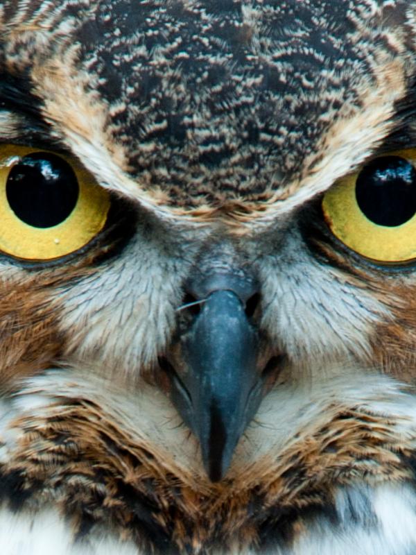 Böser Blick zeigt was Emotionen bewirken können 