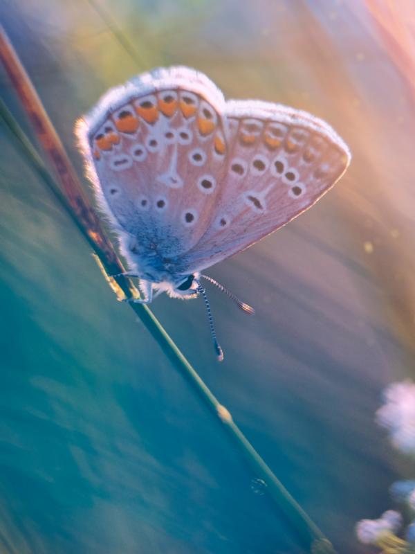 Titelbild mit Schmetterling als Symbol für die Schilddrüse
