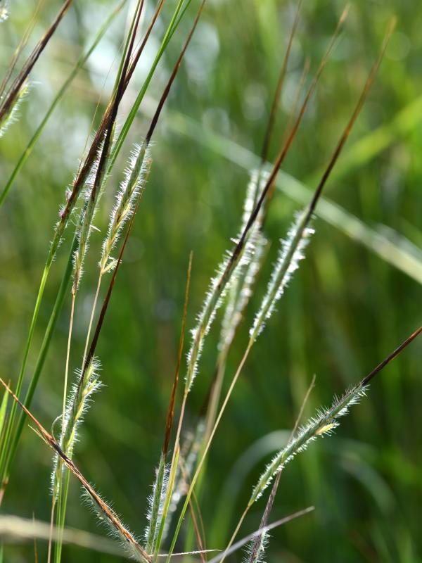 Titelbild Fach-Fortbildung ganzheitliche Zahnmedizin der Biogena Akademie