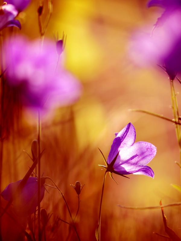 Fach-Fortbildung zum Thema Hormone der Biogena Akademie