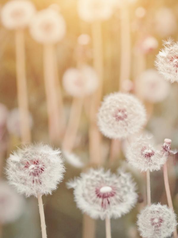 Fach-Fortbildung zum Thema Individuelle Mikronährstofftherapie der Biogena Akademie