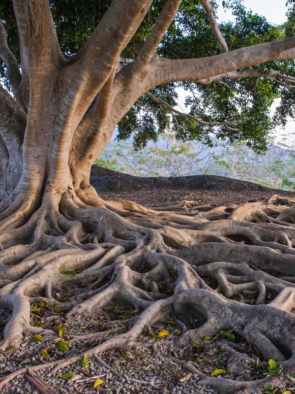Titelbild der Biogena Akademie Fach-Fortbildung zum Thema Magen-Darm-Erkrankungen