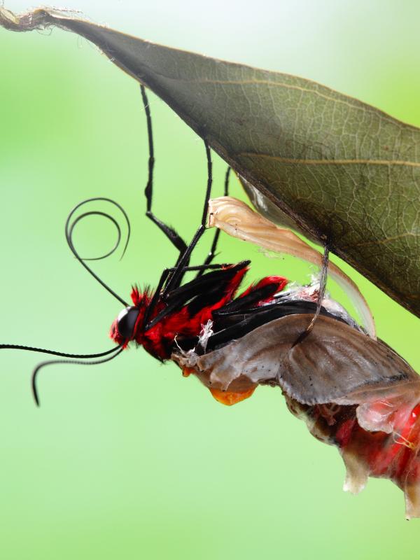 Titelbild Biogena Akademie Fach-Fortbildung zum Thema Mikronährstoffe für den Bewegungsapparat