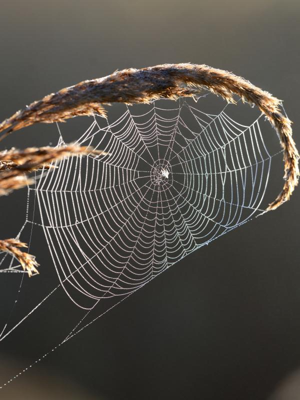 Fachfortbildung zum Thema Gehirn, Neurofeedback und Training der Biogena Akademie