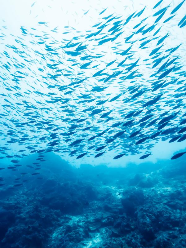 Titelbild Biogena Akademie Fach-Fortbildung zum Thema Sekundäre Mitochondirenpathien