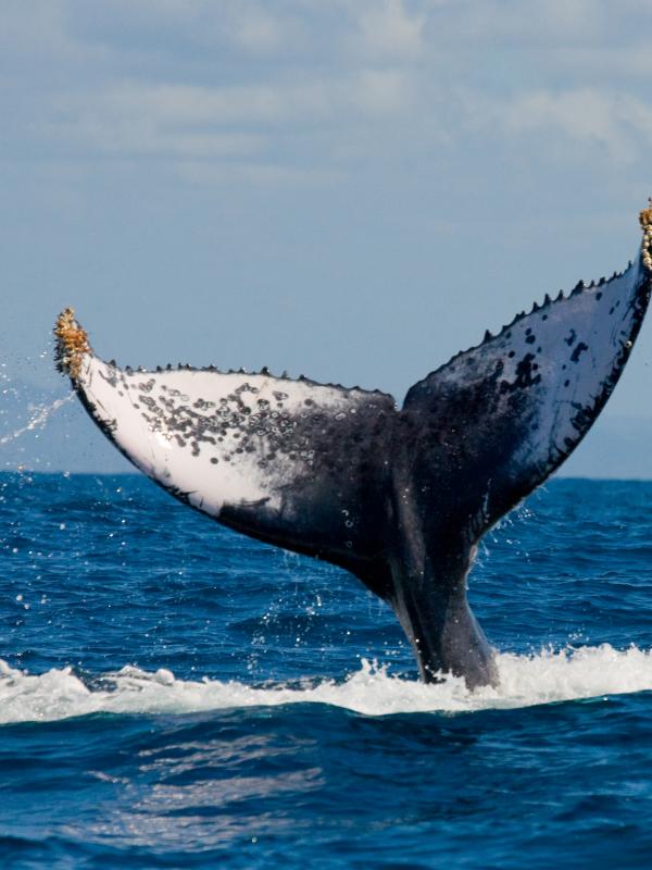 Titelbild Fach-Fortbildung Biogena Akademie zum Thema sinnvoller Einsatz von Mikronährstoffen beim Sport