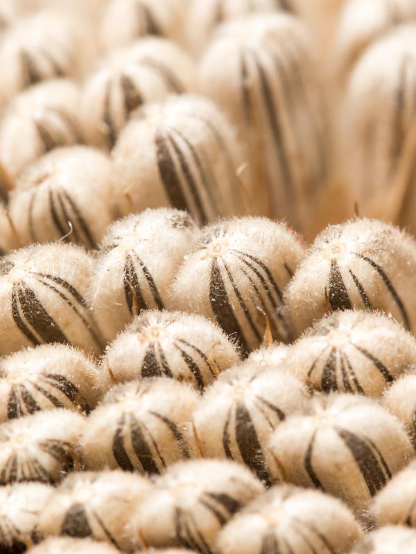 Titelbild der Biogena Akademie Fach-Fortbildung zum Thema Stuhldiagnostik