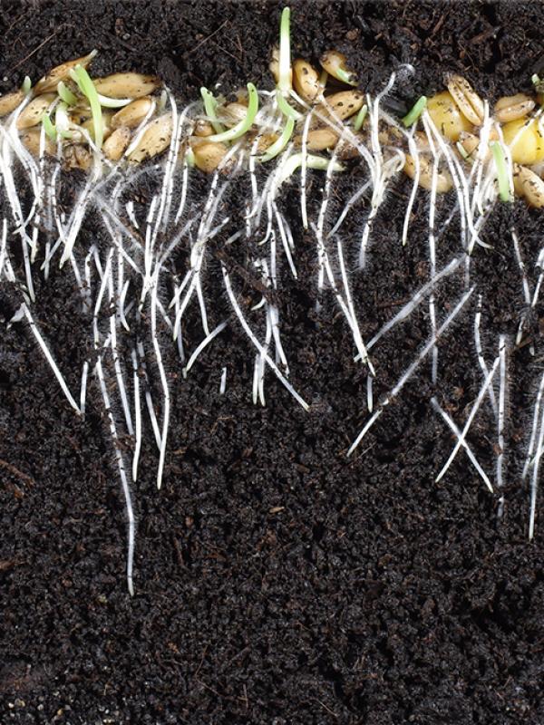 Titelbild der Biogena Akademie Fach-Fortbildung zum Thema Zähne