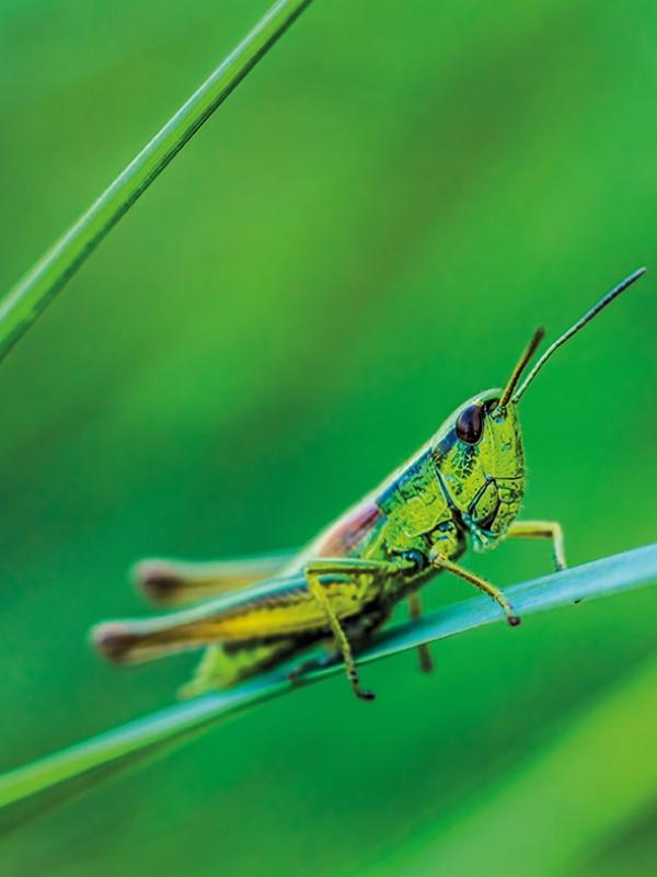 Titelbild Fach-Fortbildung der Biogena Akademie zum Thema "Sport - von der Trainingslehre zum Trainingsplan"