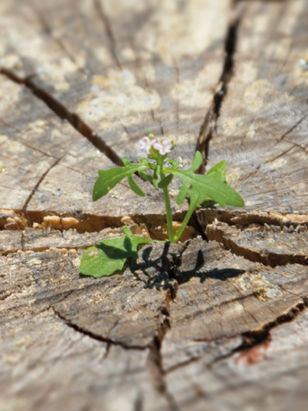 Kann uns unser Essen alle Nährstoffe liefern, die unser Körper braucht?