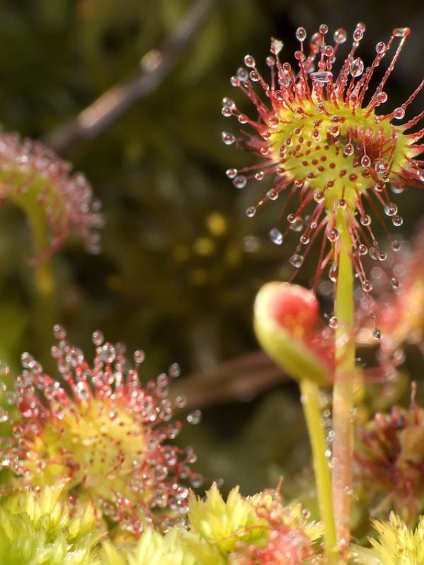 Lustiges Pflänzchen :-)