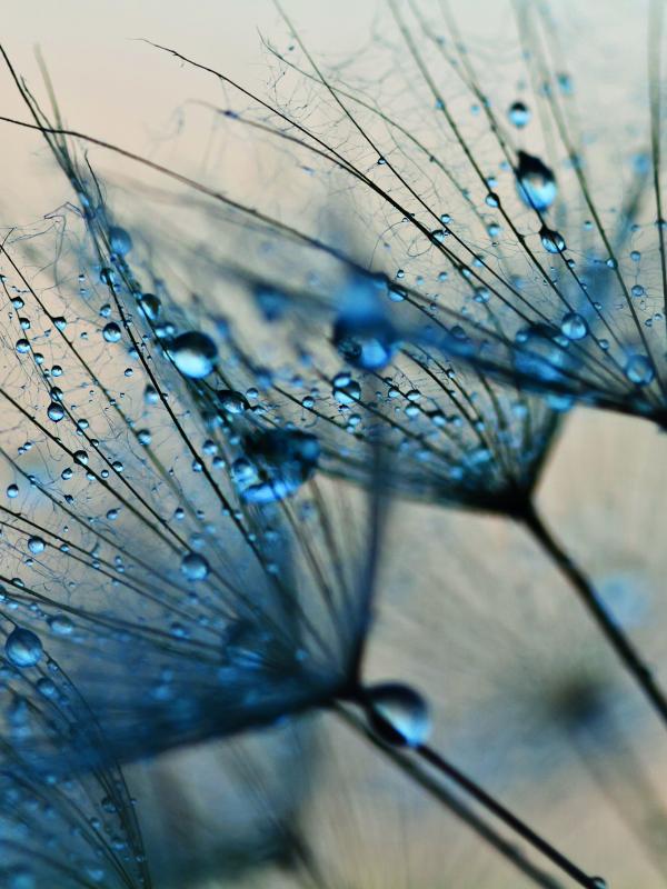 Treffpunkt Mikronährstoffe Pusteblume blau