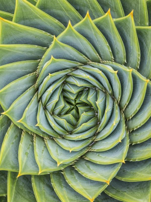 Planzenspirale von oben 