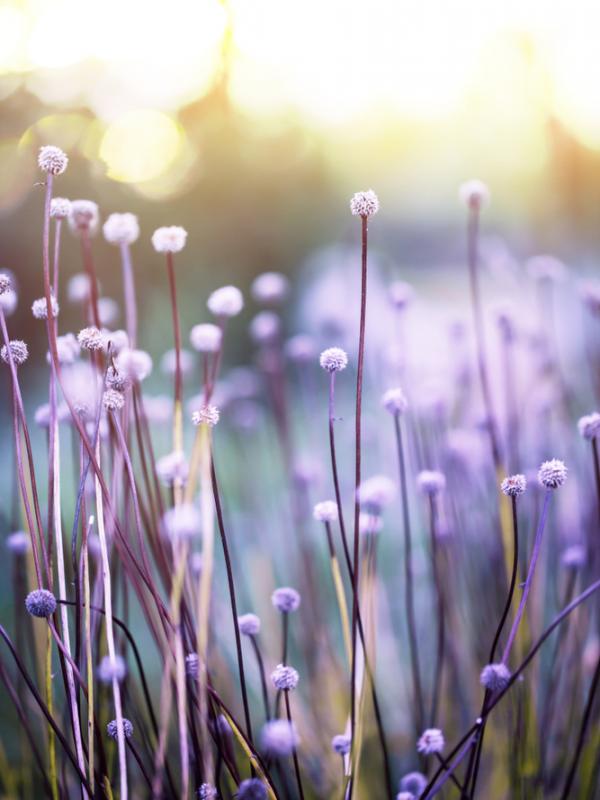 Lila Blumenfeld im Sonnenuntergang