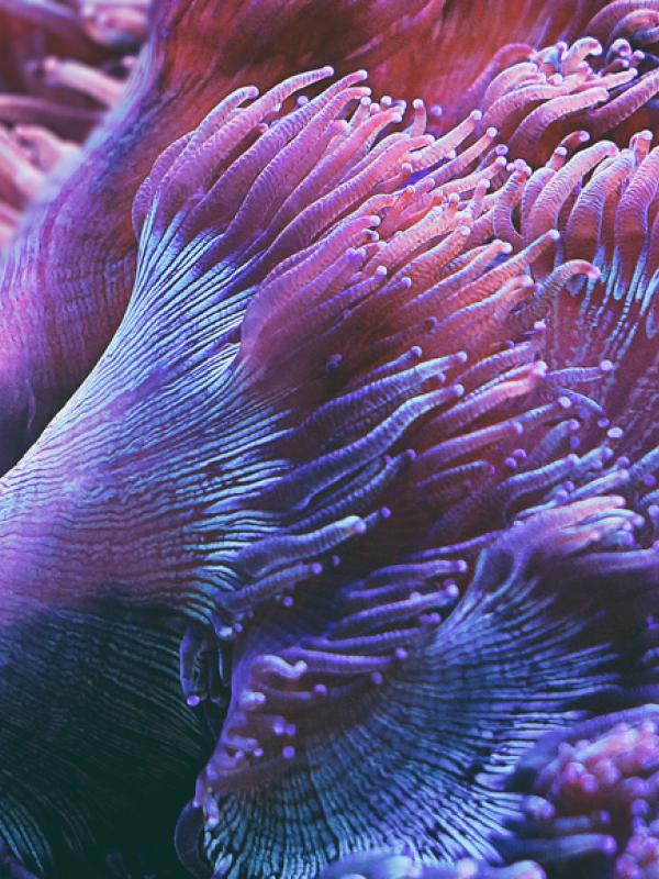 lila-blau-pinke qualle