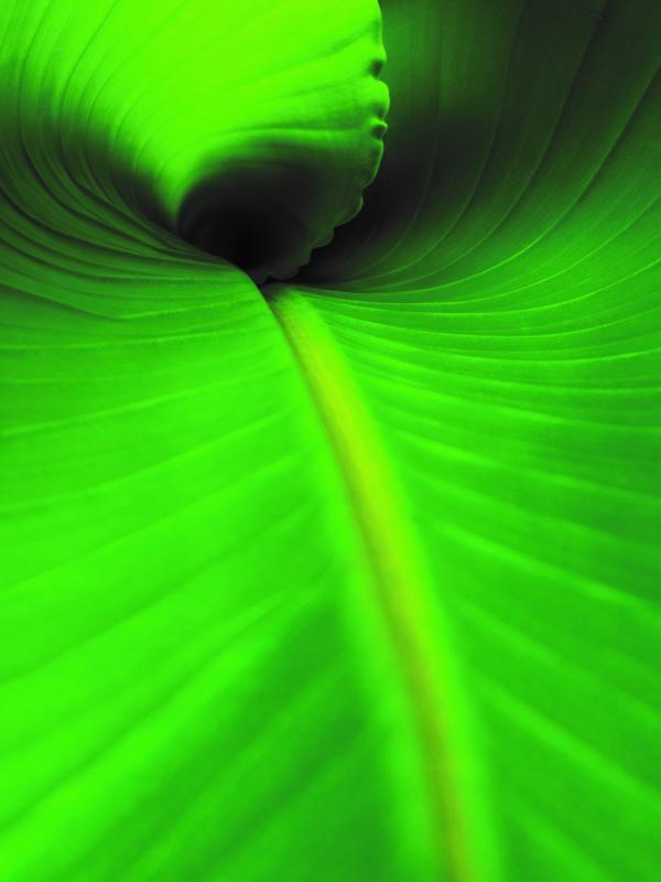 Gastrointestinaltrakt