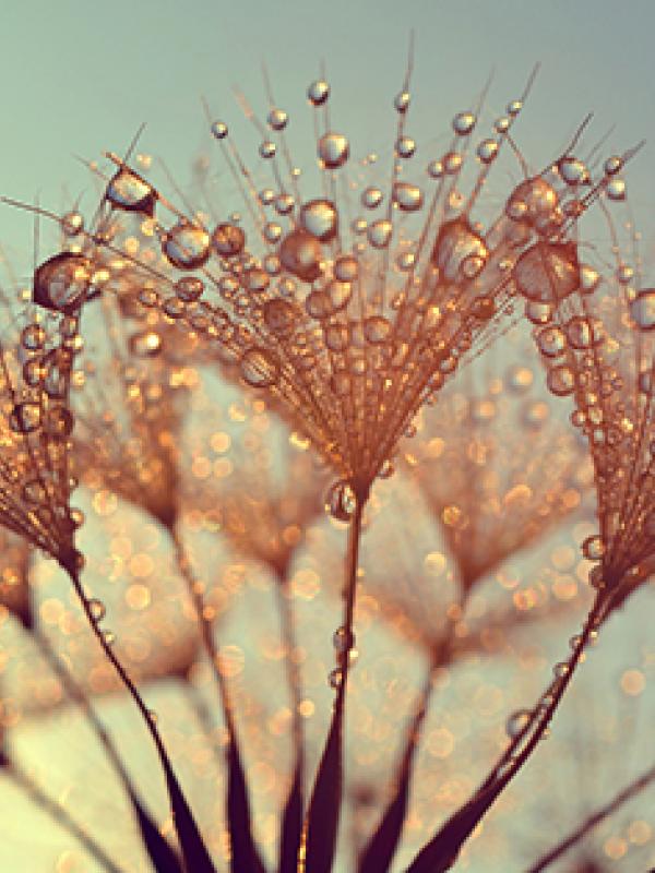 Immunsystem stärken