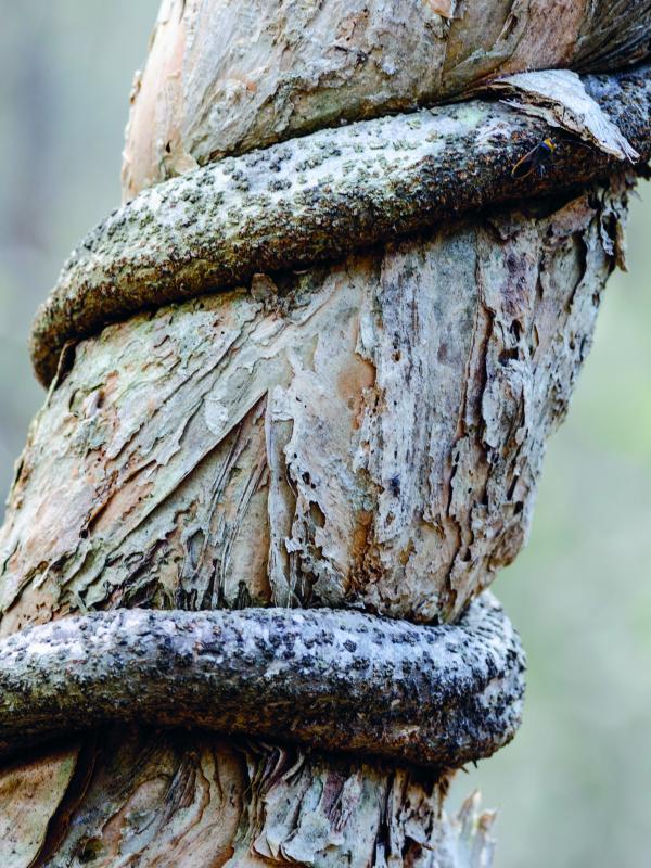 Academy of Autoimmun Fighters