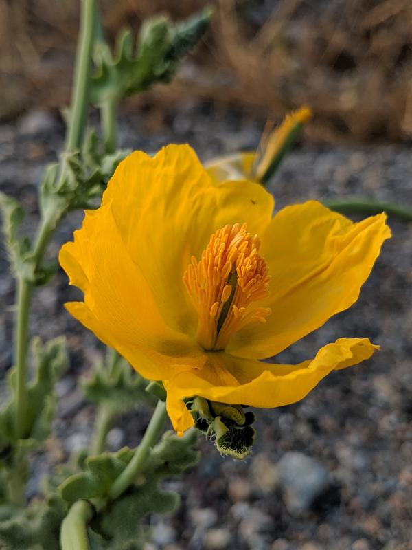 Titelbild Demenz - eine Fachfortbildung der Biogena Akademie