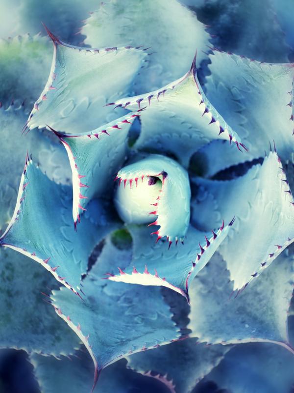  Biologische Krebstherapie