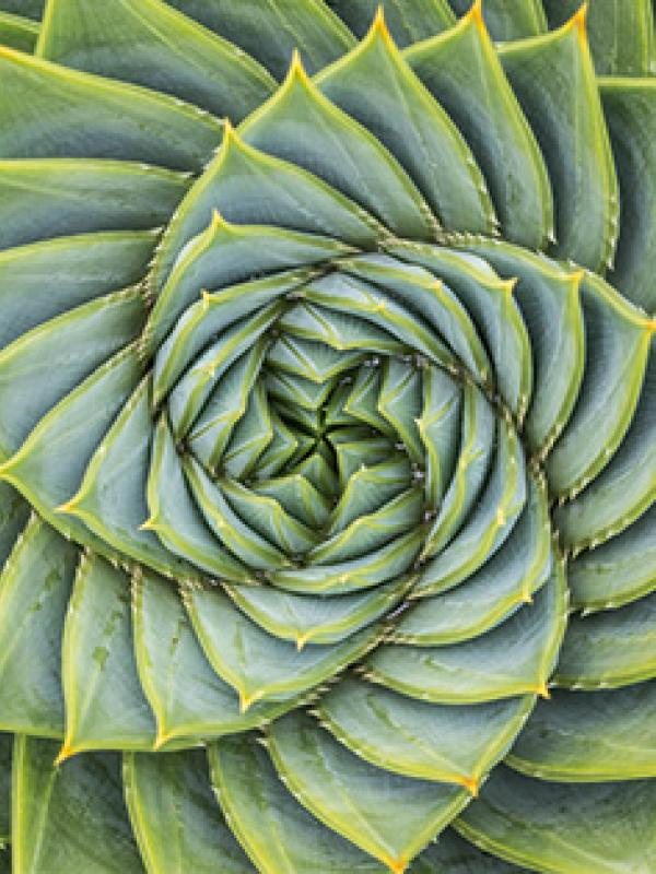 On Demand Webinar: Therapie mit naturidenten Hormonen