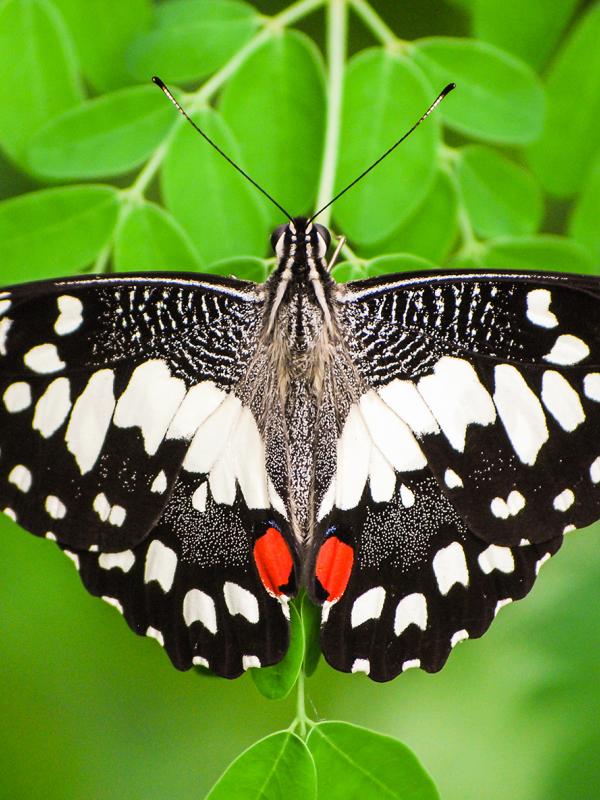 On Demand Webinar: Dauerthema Schilddrüse