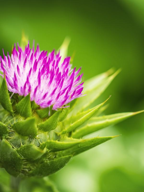 On Demand Webinar Optimaler Nährstoffstatus