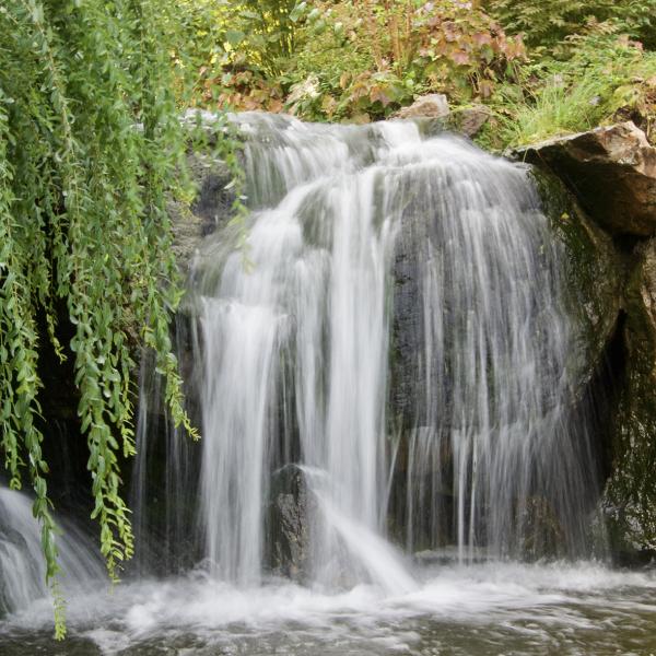 Webinar Leber Entgiftung