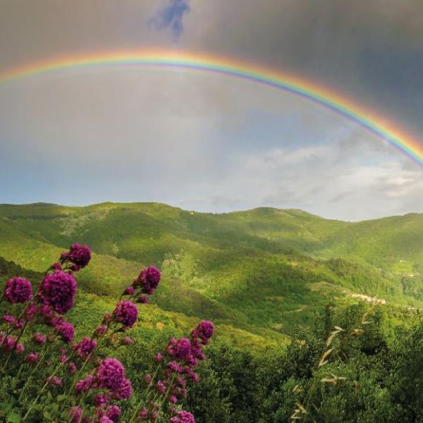 Webinar Rainbowdiet - Regenbogendiät