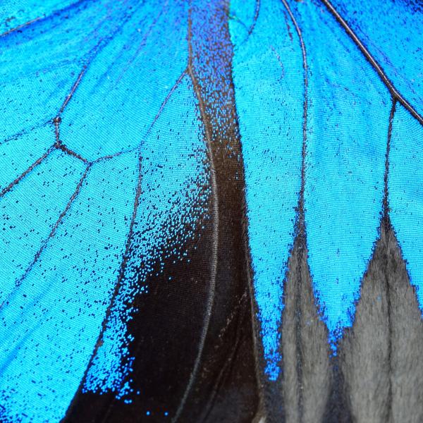 Webinar Schilddrüsenunterfunktion und Jodmangel