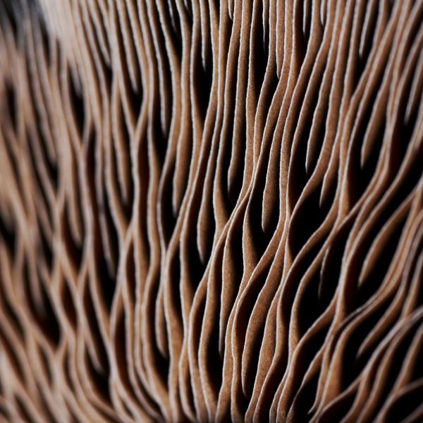 Webinar Adaptogene zur Behandlung der Nebenniere