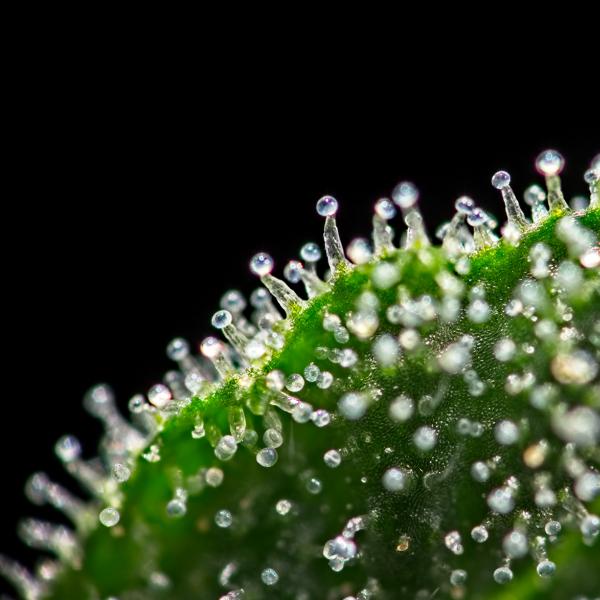 Webinar Immunsystem stärken