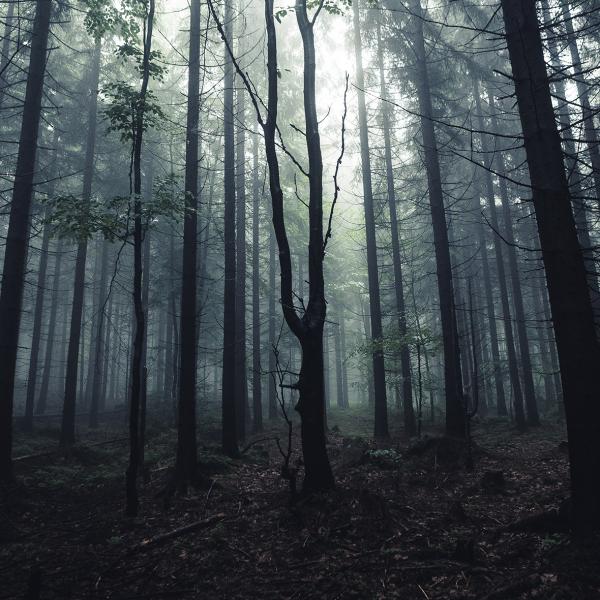 Webinar Mikronährstoffe und Angst