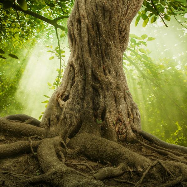 Webinar Darm Hirn Achse