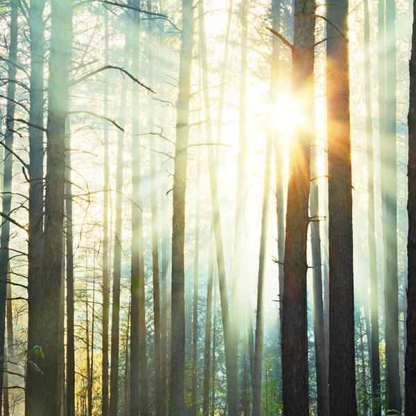 Webinar Raus aus der Depression mit Mikronährstoffen